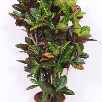 Codiaeum variegatum 'Petra'