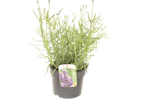 Lavandula angustifolia JANE IMPROVED