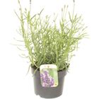 Lavandula angustifolia JANE IMPROVED