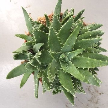 Aloe brevifolia