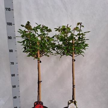 Роза STANDARD LARGE FLOWERING