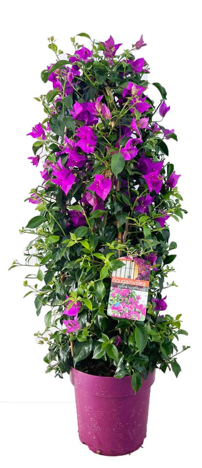 Bougainvillea glabra 'Sanderiana'