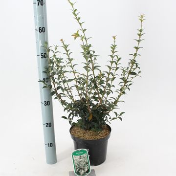 Osmanthus x burkwoodii