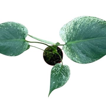Monstera 'Devil Monster'