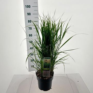 Calamagrostis x acutiflora 'Karl Foerster'
