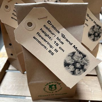 Crocus vernus 'Grand Maître'