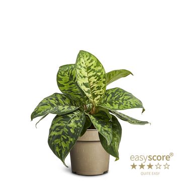 Homalomena wallisii 'Camouflage'