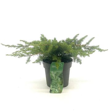 Juniperus conferta 'Schlager'