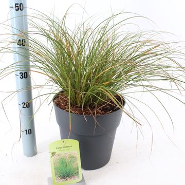 Carex testacea PRAIRIE FIRE COLORGRASS