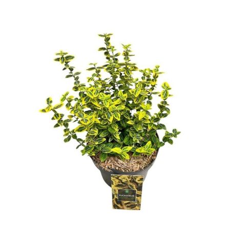 Euonymus fortunei 'Emerald 'n' Gold'