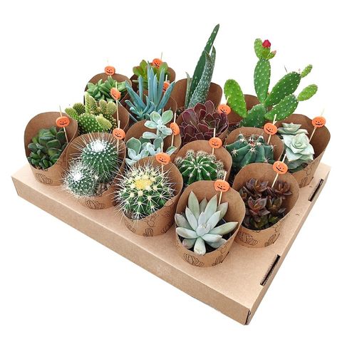 Cactus / Succulents MIX