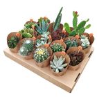 Cactus / Succulents MIX