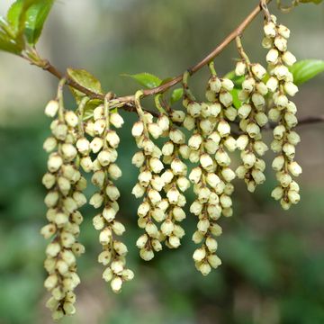 Stachyurus chinensis 'Celina'