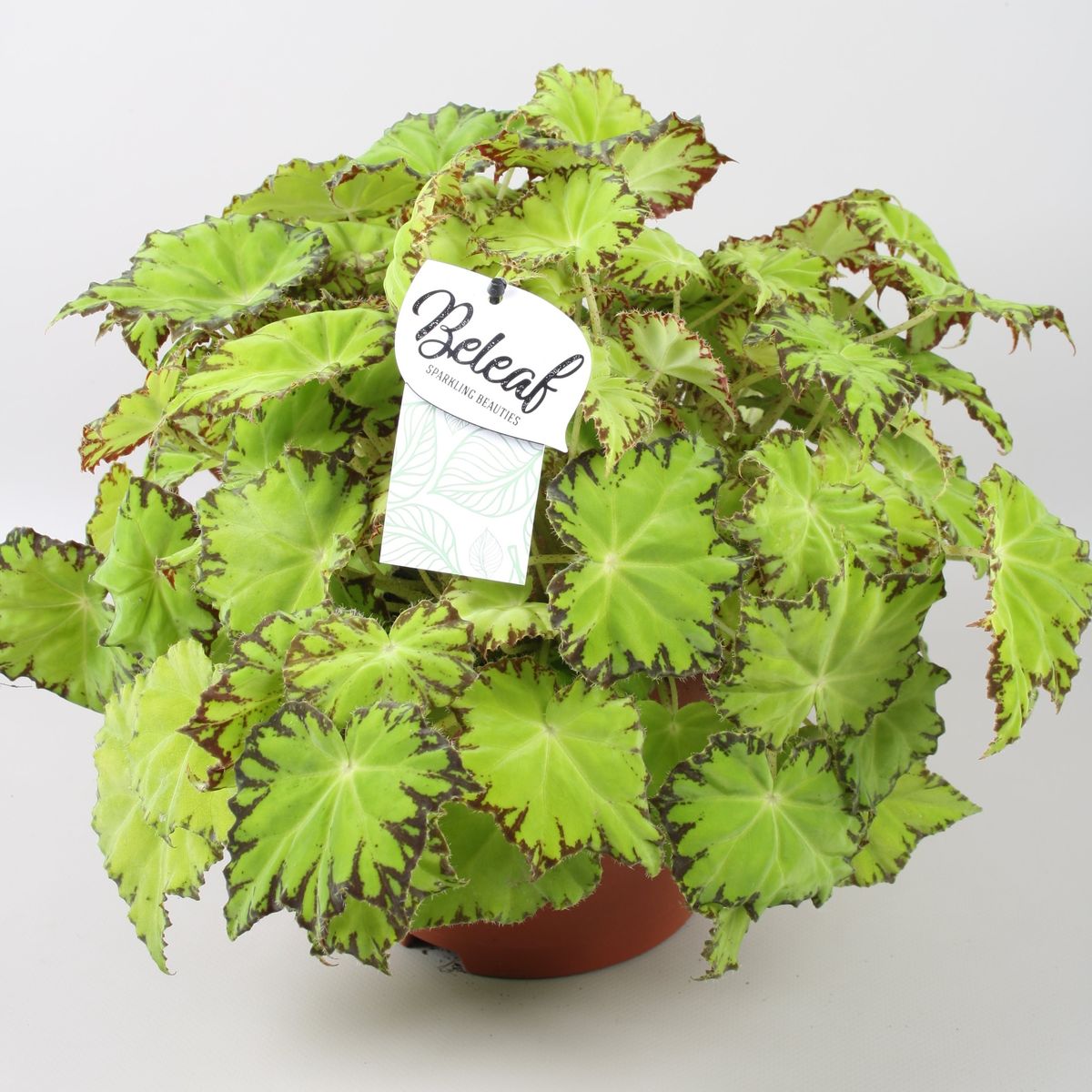 Begonia BELEAF LIMA LOVE — Grossiste en Plantes FlorAccess