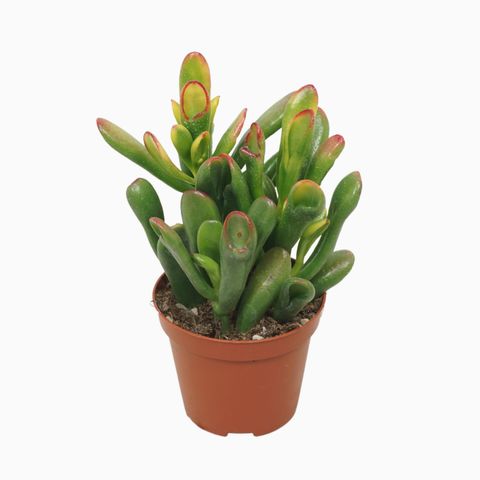 Crassula ovata 'Horntree'