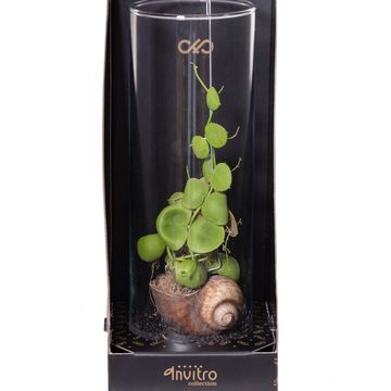 Arrangement Dischidia