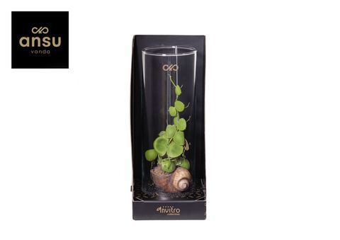 Arrangement Dischidia