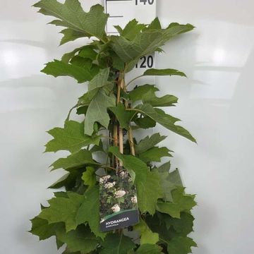 Hydrangea quercifolia