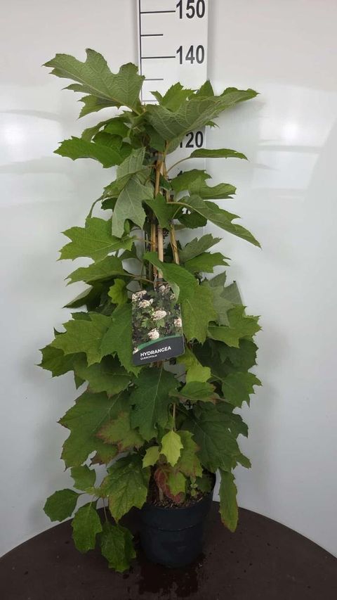 Hydrangea quercifolia