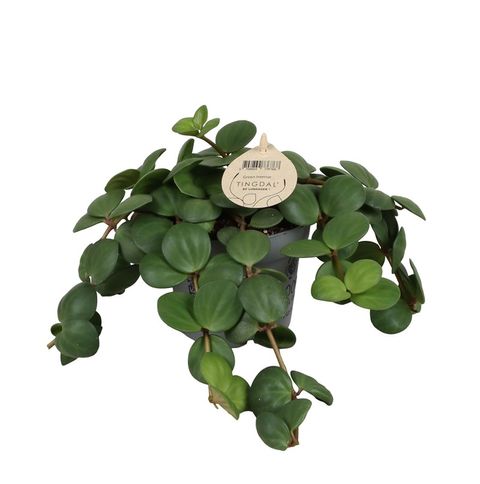 Peperomia pecuniifolia