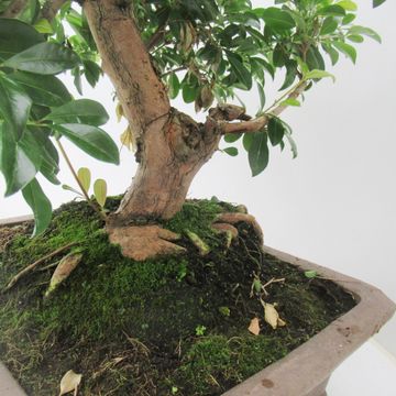 Eugenia uniflora