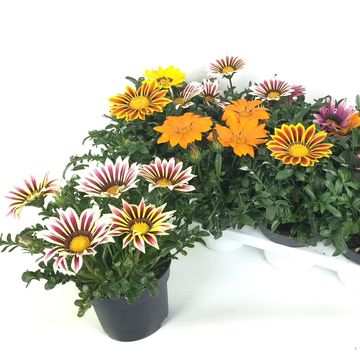 Gazania KISS MIX