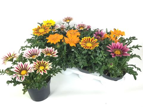 Gazania KISS MIX