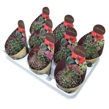 Echinocereus triglochidiatus mojavensis f. inermis