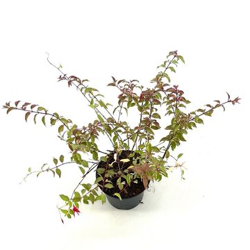 Fuchsia magellanica 'Versicolor'