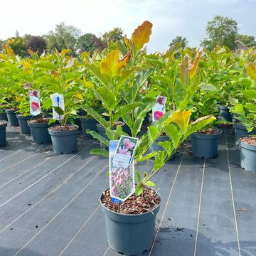 Magnolia stellata 'Rosea'