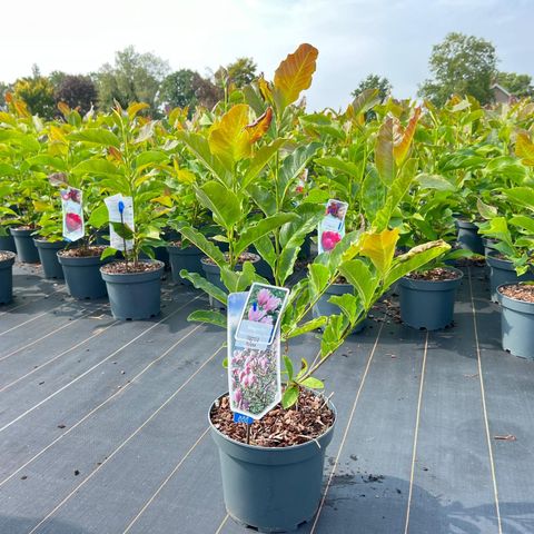 Magnolia stellata 'Rosea'