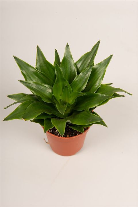 Dracaena fragrans PEQUENA