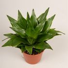 Dracaena fragrans PEQUENA