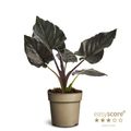 Alocasia 'Antoro Velvet'