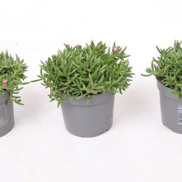 Delosperma cooperi LIDO PINK