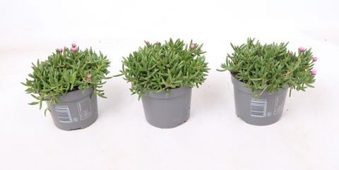 Delosperma cooperi LIDO PINK