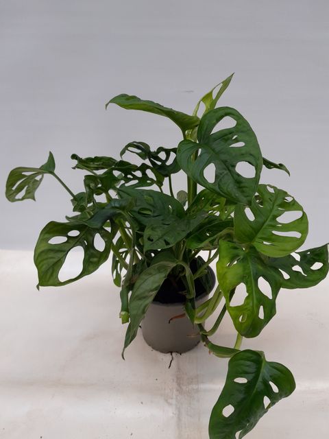 Monstera adansonii