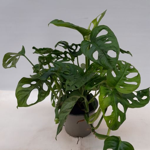 Monstera adansonii