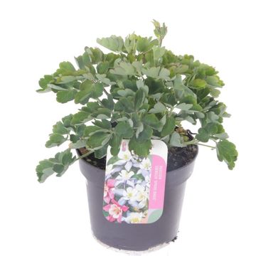 Aquilegia 'Spring Magic Rose and White'