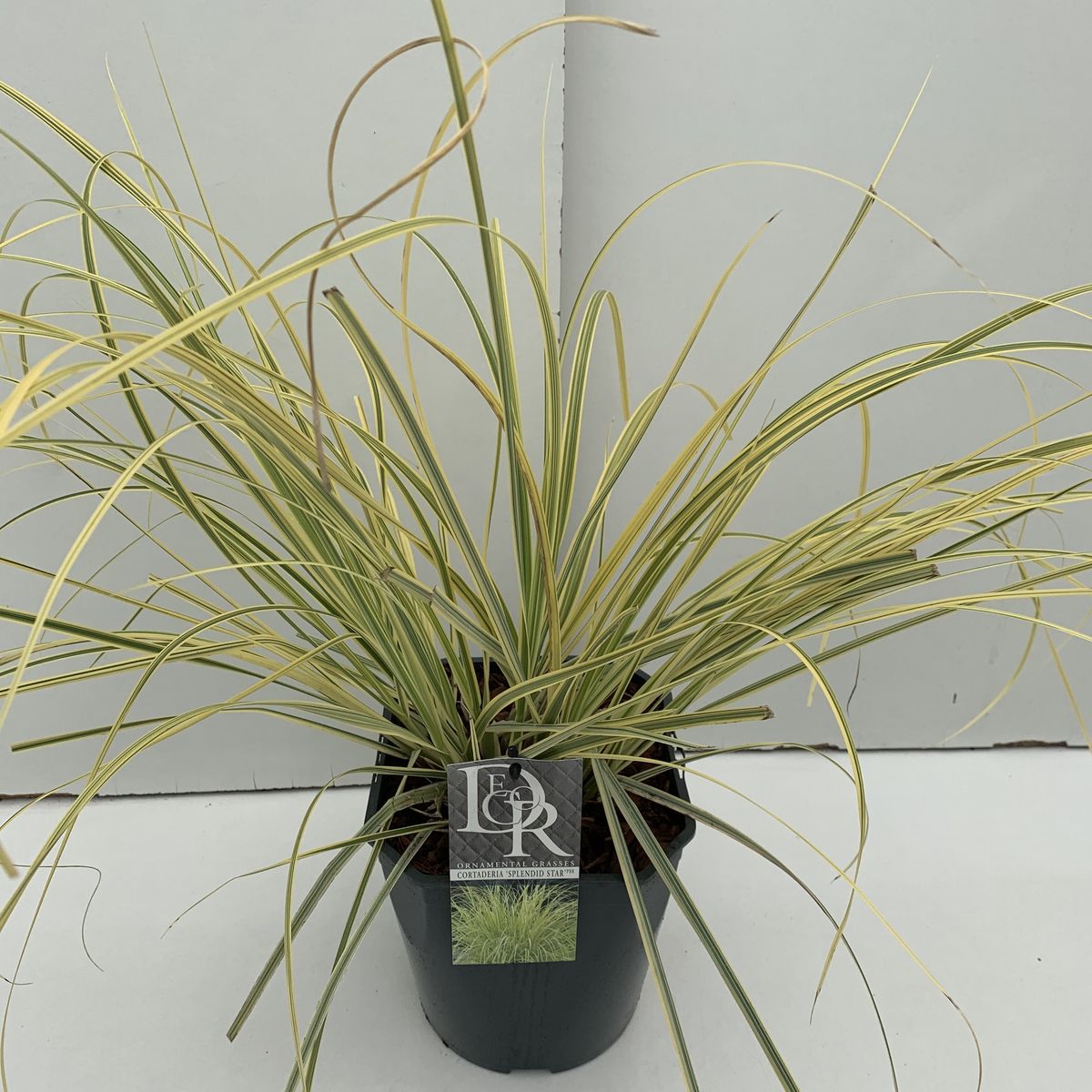 Cortaderia selloana 'Splendid Star' — Plant Wholesale FlorAccess