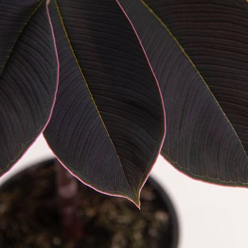 Amorphophallus atroviridis