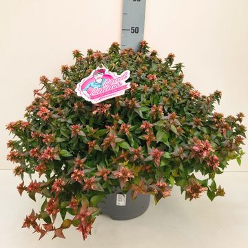 Abelia x grandiflora 'Prostrata'