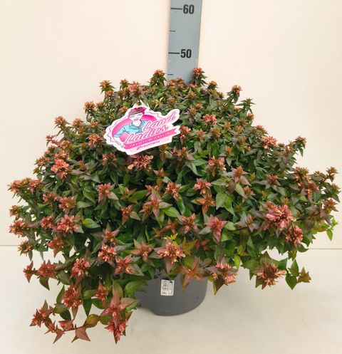 Abelia x grandiflora 'Prostrata'