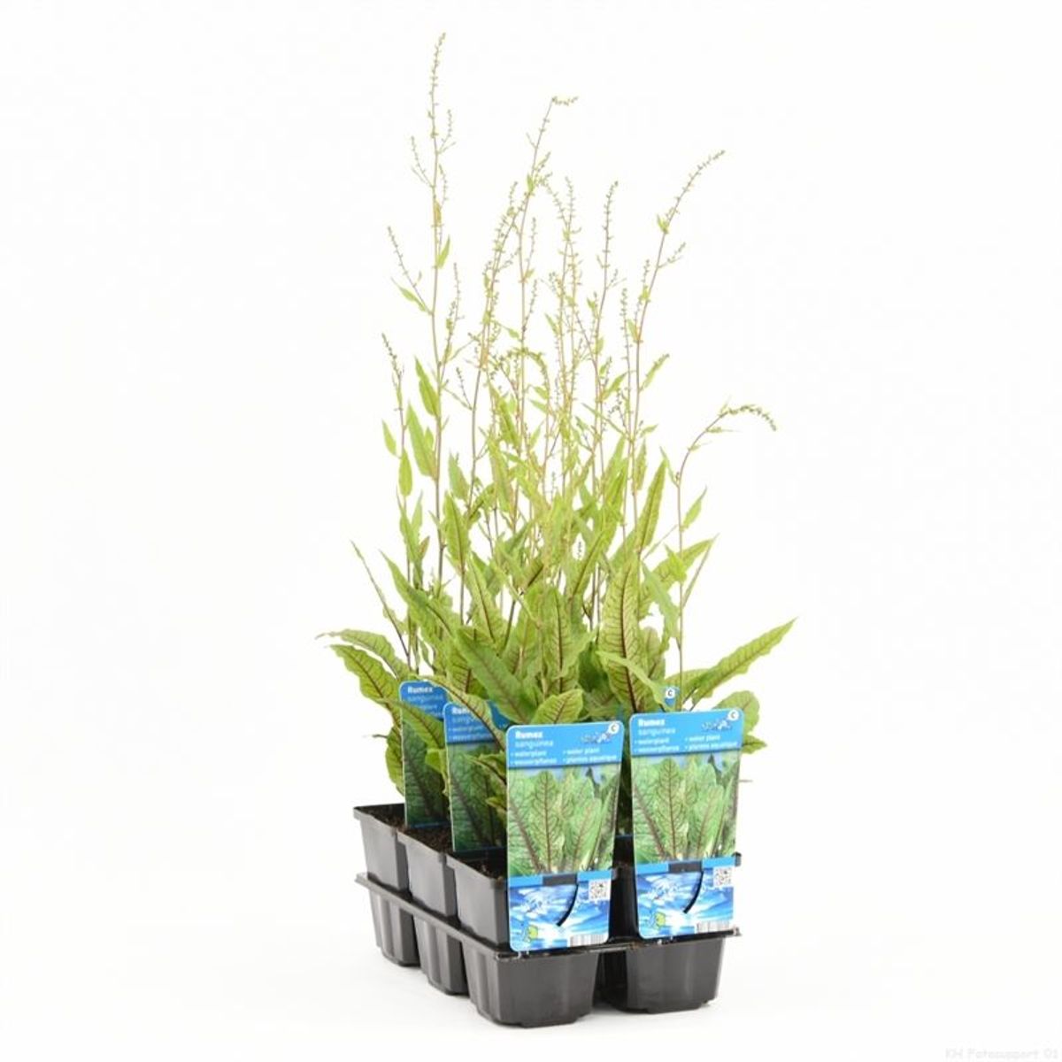 Rumex sanguineus sanguineus — Plant Wholesale FlorAccess