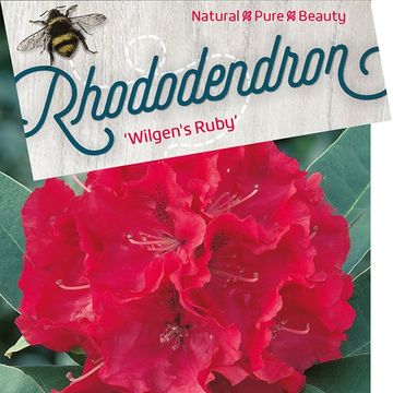 Rhododendron 'Wilgen's Ruby'