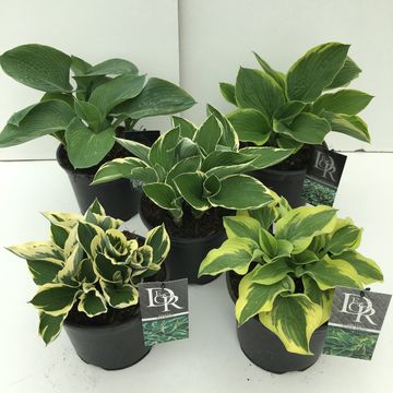 Hosta MIX