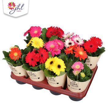 Gerbera MIX