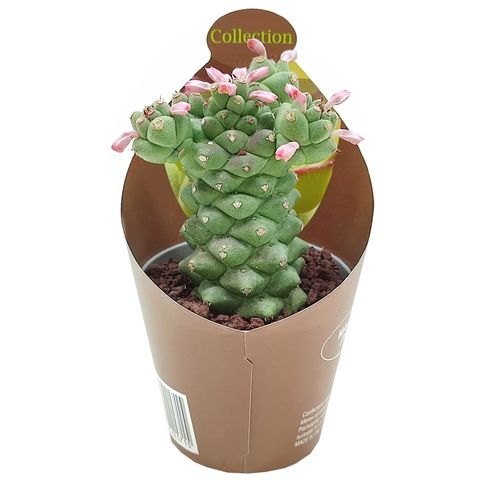 Euphorbia ritchiei