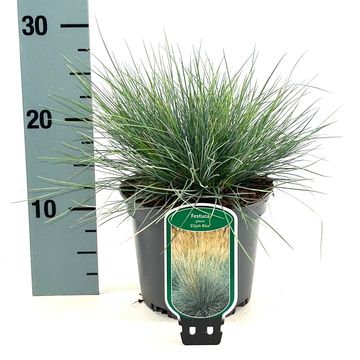 Festuca glauca 'Элайджа Блю'