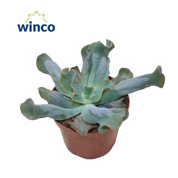 Echeveria 'Culibra'